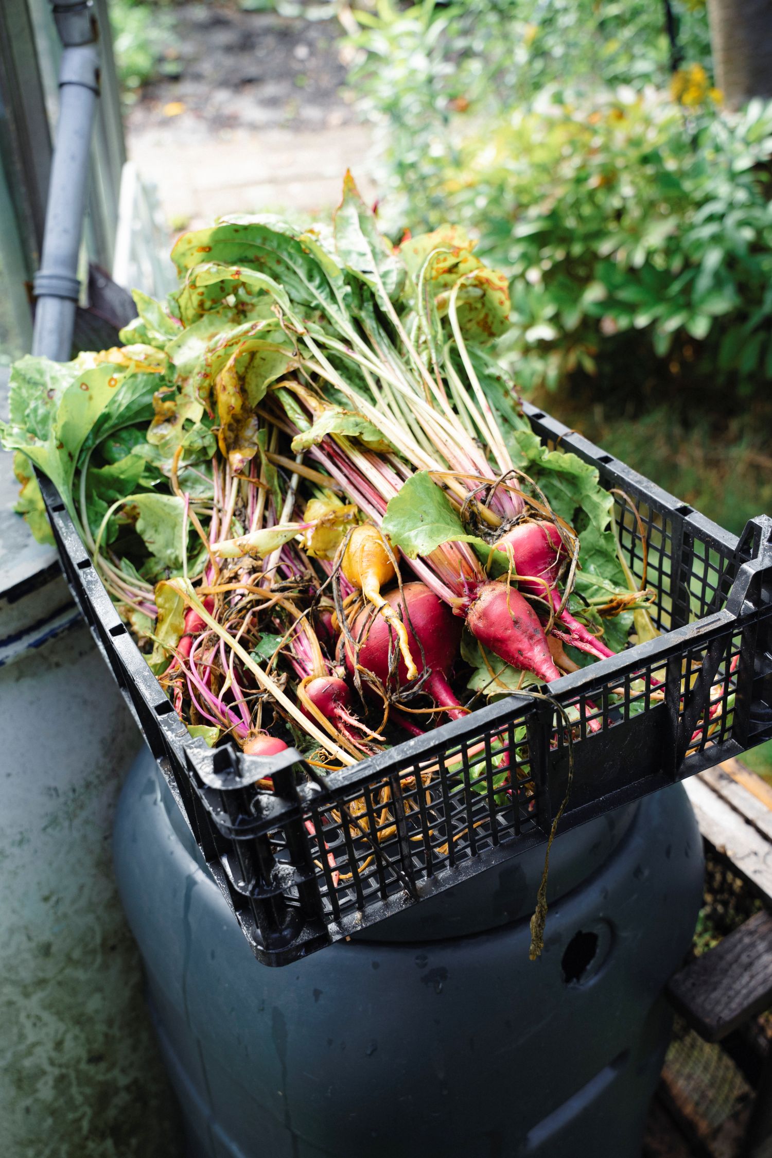 beetroots in a crate